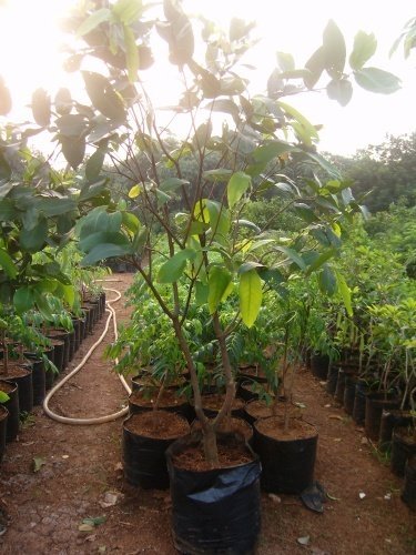 Trees Cultivation to lessen impact Global Warming
