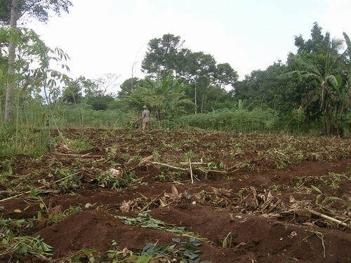 Trees Cultivation to lessen impact Global Warming