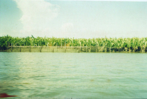 Trees Cultivation to lessen impact Global Warming
