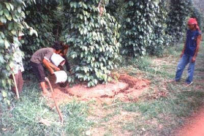 Trees Cultivation to lessen impact Global Warming