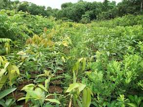 Reforestation in Indonesia