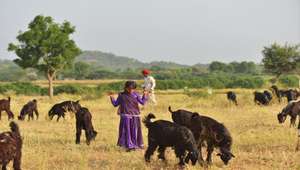 Seema grazing cattle
