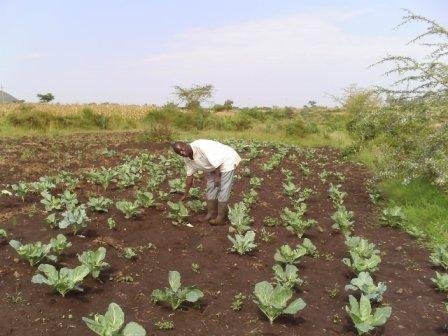 Access to Education for AIDS Orphans in Kenya