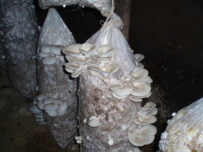 Exporting mushrooms will help fund our school