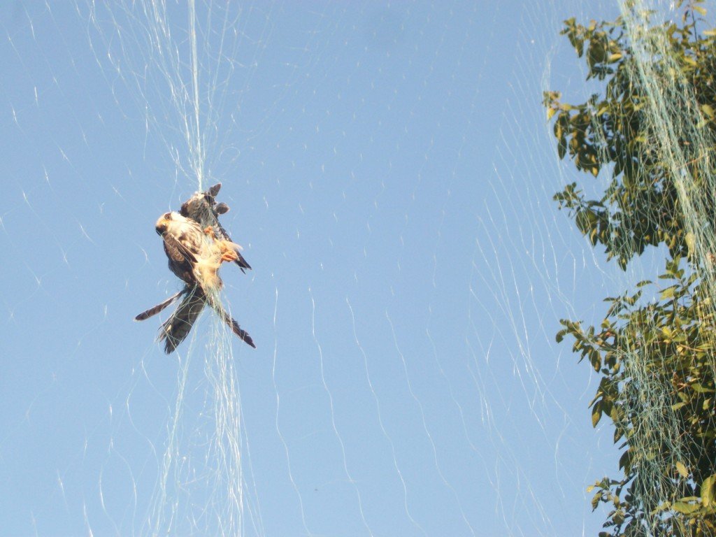 Flying Free: Save the Amur Falcon
