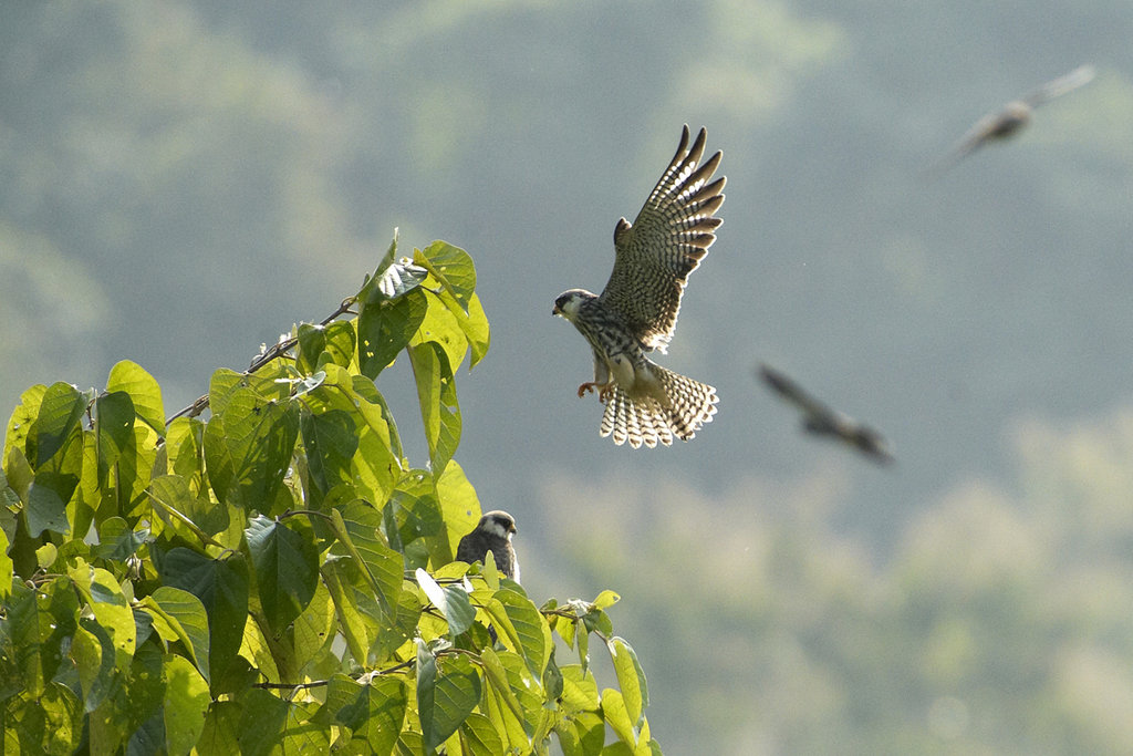Flying Free: Save the Amur Falcon