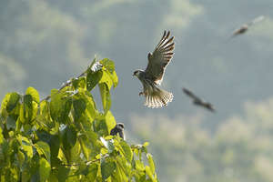 Amur falcon at a roosting site