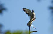 Flying Free: Save the Amur Falcon