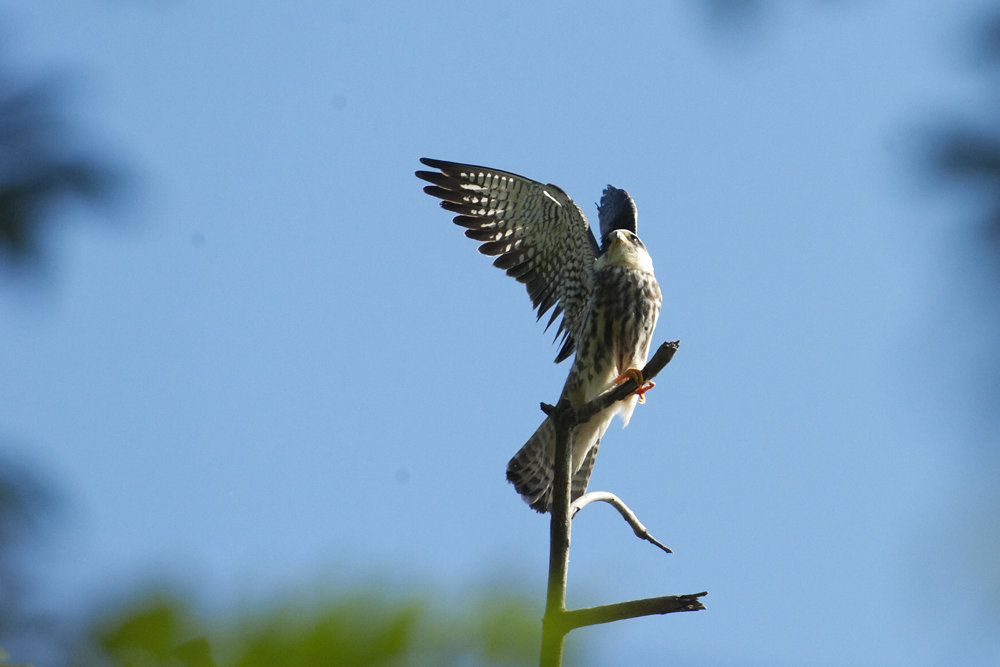 Flying Free: Save the Amur Falcon