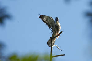 Flying Free: Save the Amur Falcon