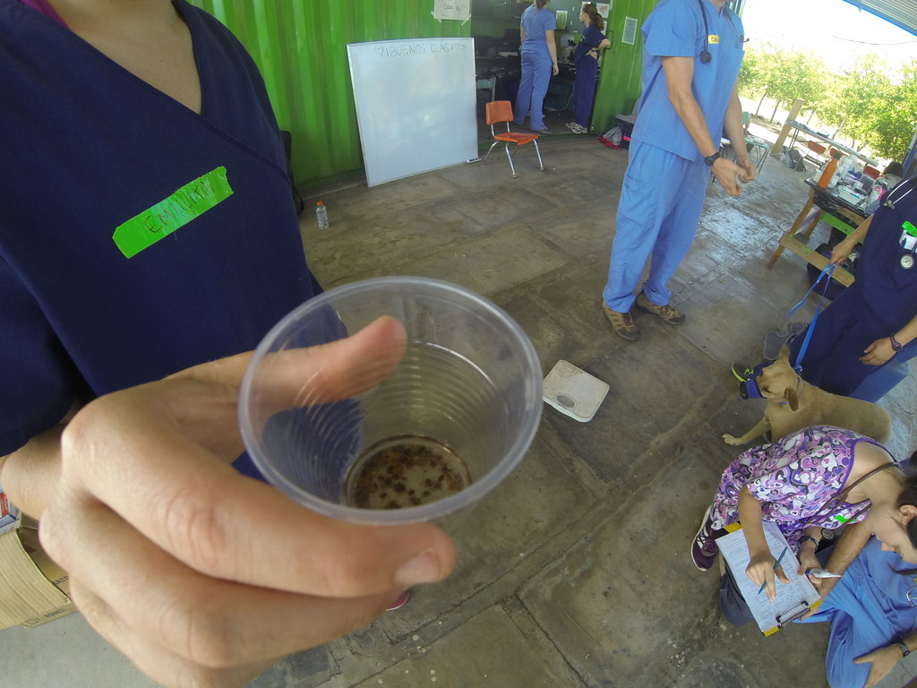 International Veterinary Outreach: Nicaragua