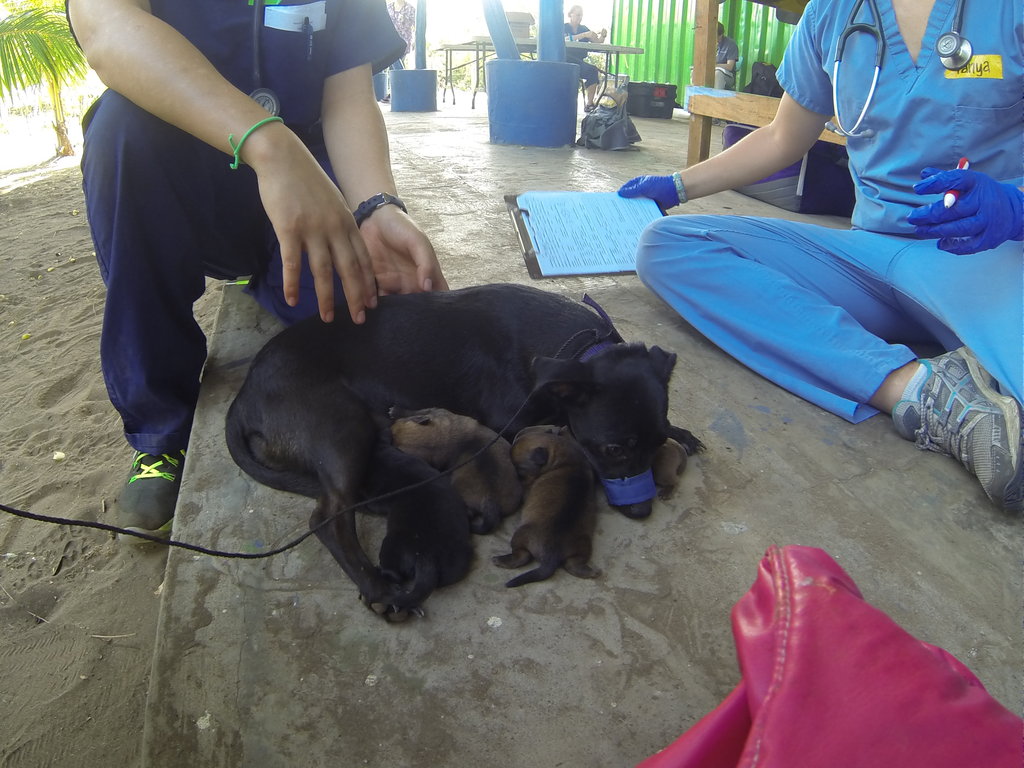 International Veterinary Outreach: Nicaragua