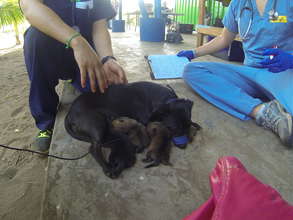 Puppies!