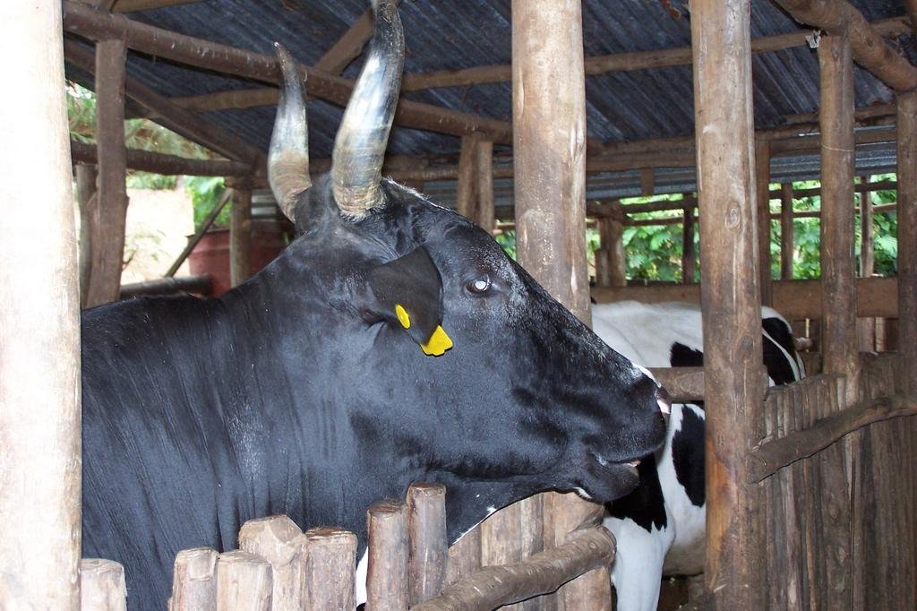 Help Rwandan women learn to farm, support families