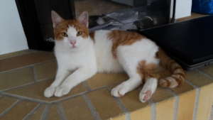 Shaun loving his 'forever home' in Switzerland