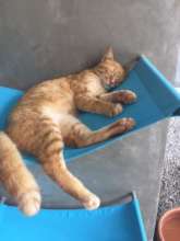 Chilled cat snoozing on hammock bed in Kitty City