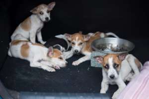 Puppies rescued from abusers