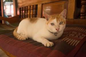 Junior - the Puppy Trainer