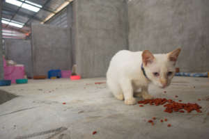 First cat in Kitty City the night of the flooding