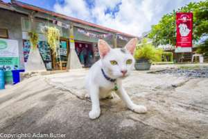 Future Kitty City Resident