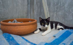 Munchie after his Kitty City sleepover