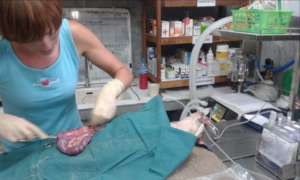 Our Vets work tirelessly