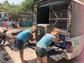 Loading dogs going to forever homes in the Norway