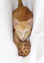 RIP Theo, you were such a sweet gentle darling