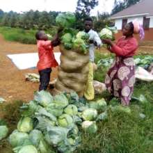 Three participants packing their harvest