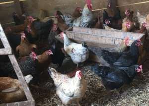A sustainable Smallholder Family Poultry Farm