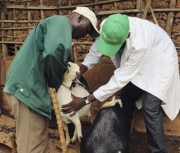 Reluctant goat