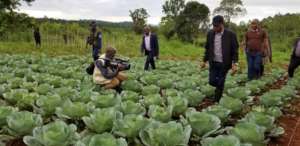 The Govnor in the Cabbage  experimental farm