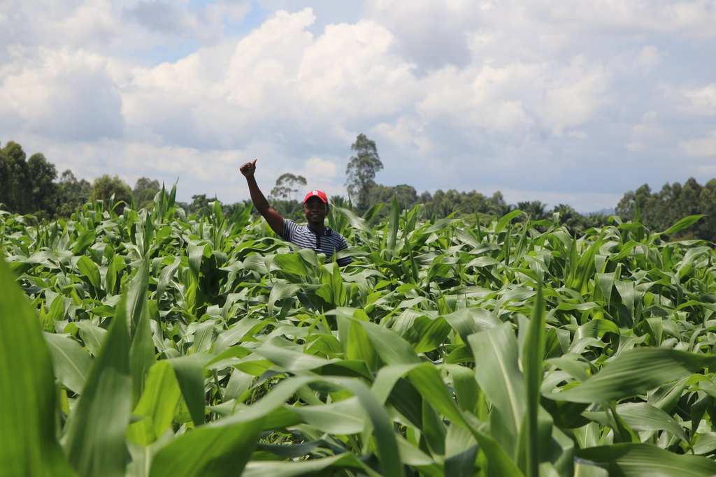 Building Agribusinesses to end Poverty in DR Congo