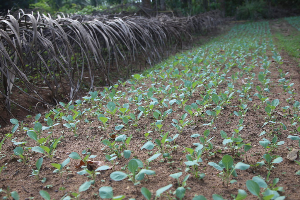 Building Agribusinesses to end Poverty in DR Congo