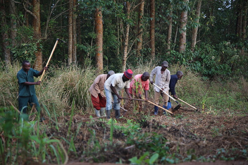 Building Agribusinesses to end Poverty in DR Congo