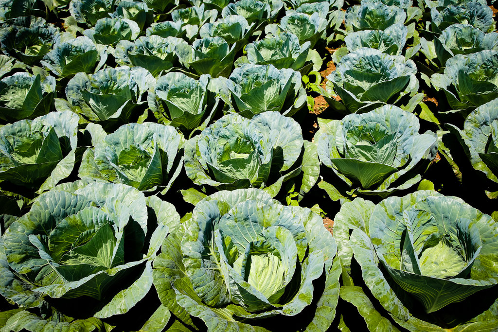 Building Agribusinesses to end Poverty in DR Congo