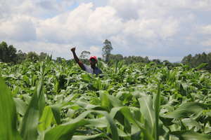 The harvest is ready