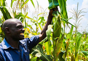 Harvesting the corn!