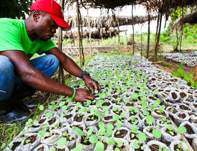 Seedling Production