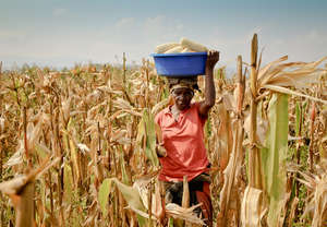 Bringing in the corn