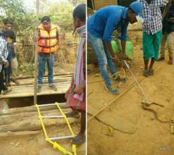 Rescue of Russell's Viper