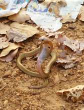 Spectacled Cobra during release at Manchabandha