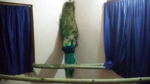 Peafowl at MVS station under care and observation