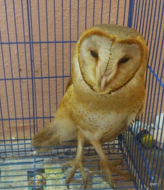 An injured barn owl under care at MVS station