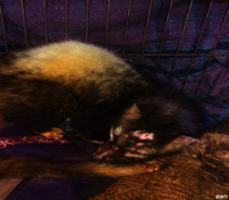 An injured palm civet under care