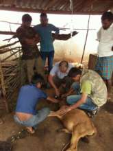 Cattle being treated