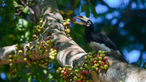 Our rehabilitated hornbill - with ID ring on leg