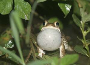 One of the Eight Species - Duttaphrynus stomaticus