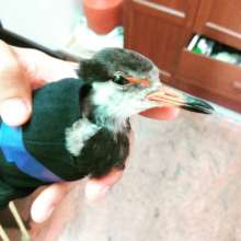 White breasted kingfisher