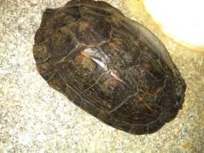 Indian pond terrapin